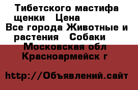  Тибетского мастифа щенки › Цена ­ 10 000 - Все города Животные и растения » Собаки   . Московская обл.,Красноармейск г.